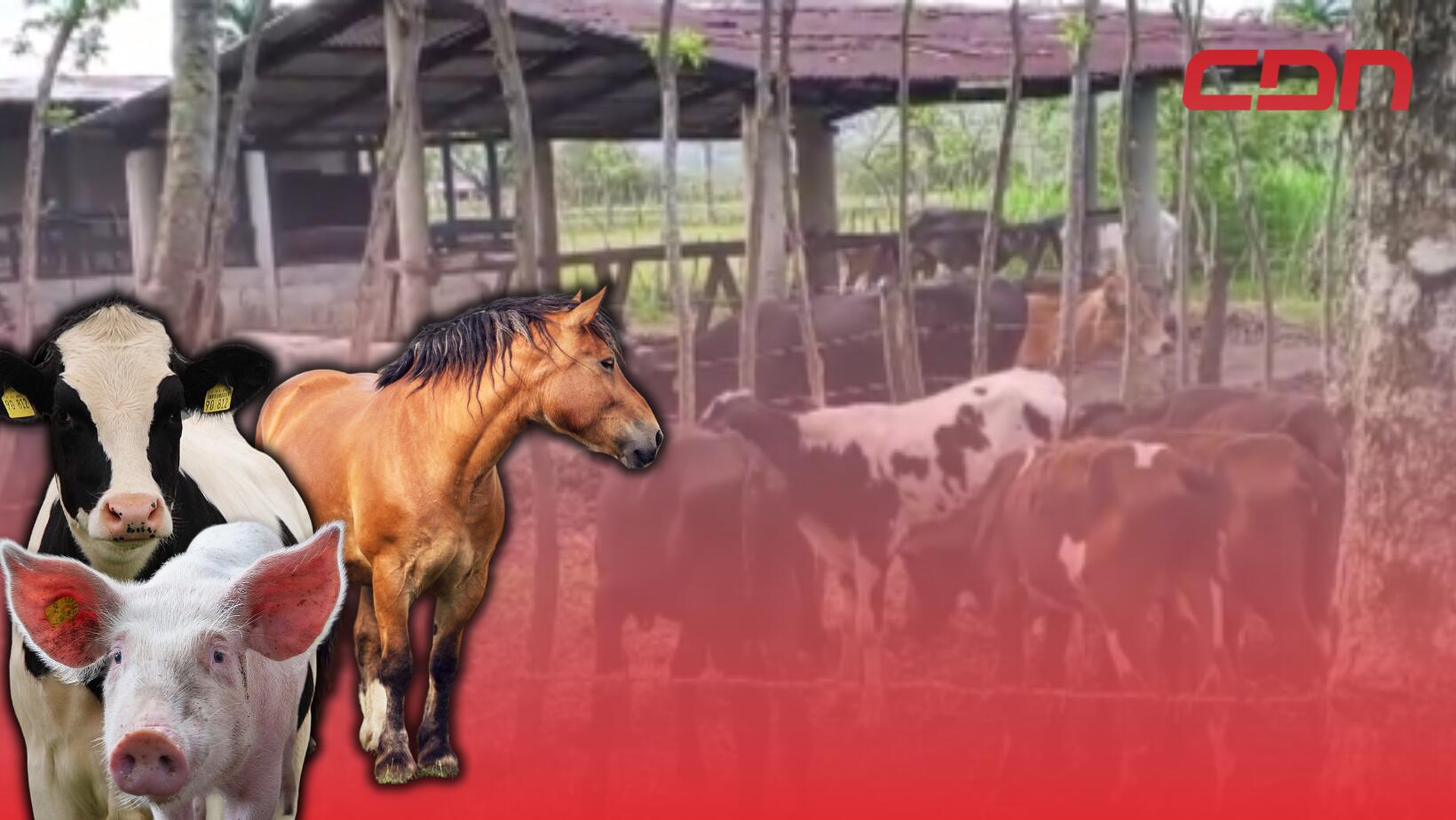 Denuncian abuso contra animales