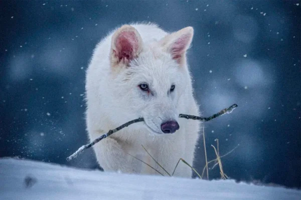 El lobo 