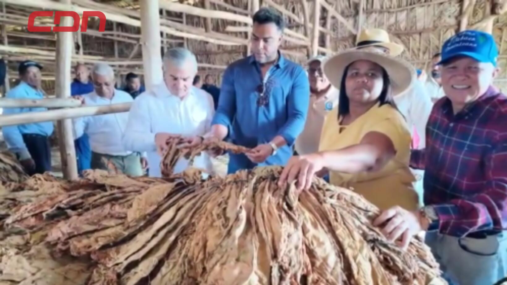 Intabaco y Nelson Cruz impulsan el desarrollo del tabaco en Montecristi