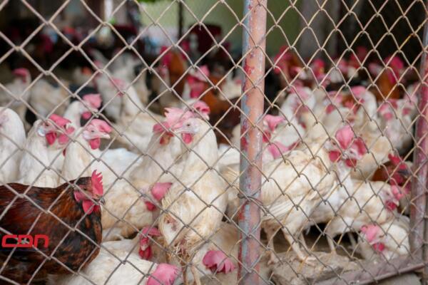 ADA asegura abastecimiento de pollo con más de 5 millones de libras disponibles. (foto, fuente externa)