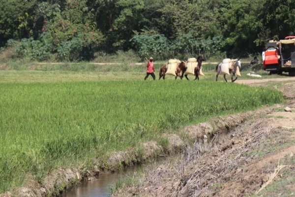 Productores de arroz en Dajabón pierden cosechas tras inundaciones por crecida del río Masacre