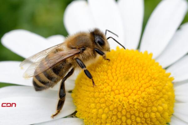 Cada 20 de mayo, el mundo conmemora el Día Mundial de las Abejas,