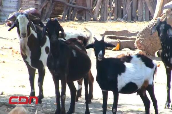 Algunos chivos que le quedaron a los criadores en Azua. (foto, fuente externa)