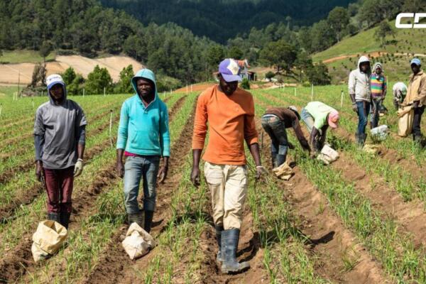Experto de la ONU preocupado por trabajos haitianos ilegales en campos dominicanos