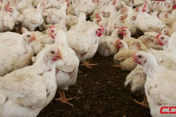 Otra crisis golpea al sector avícola por sobreproducción y falta de planificación