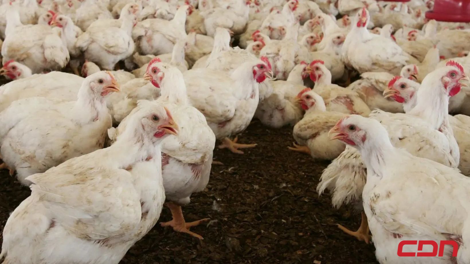 Otra crisis golpea al sector avícola por sobreproducción y falta de planificación