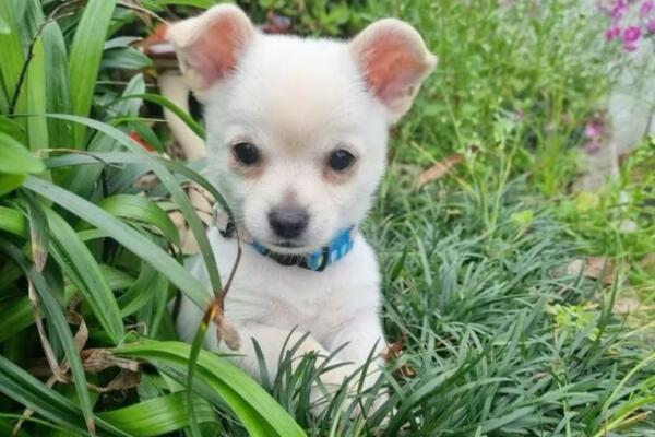 Indignación en Santiago y el Distrito Nacional por envenenamiento masivo de perros. Foto: fuente externa