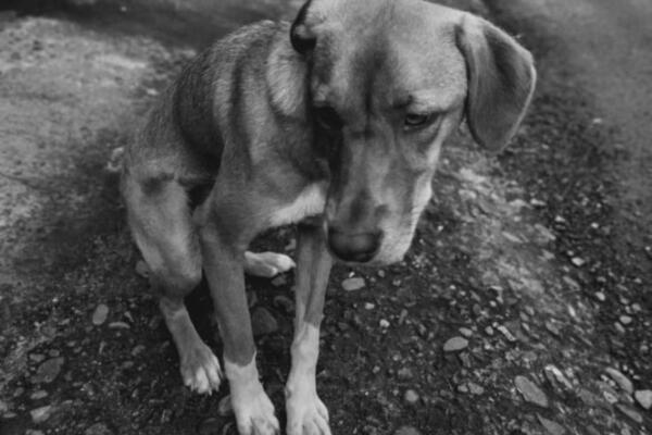 Alcaldía del DN solicita a la Fiscalía investigar envenenamiento masivo de perros en el Parque Mirador Sur.