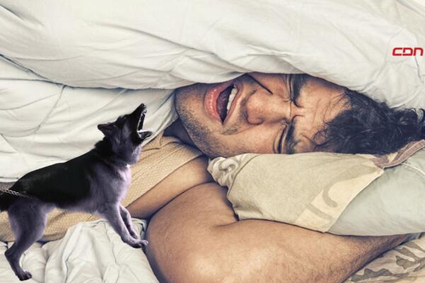 ¿Qué hacer si los perros de tu vecino no te dejan dormir?