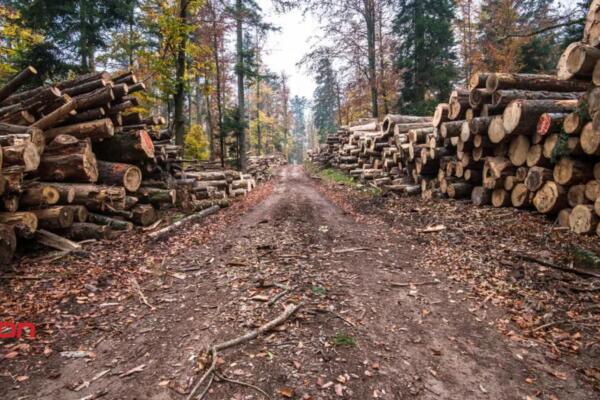 UE excluye a República Dominicana de su lista de países con riesgo de deforestación.