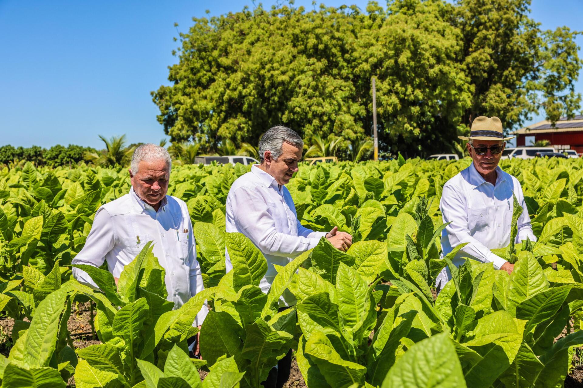 Tabaco dominicano llega a 148 países, informa Intabaco