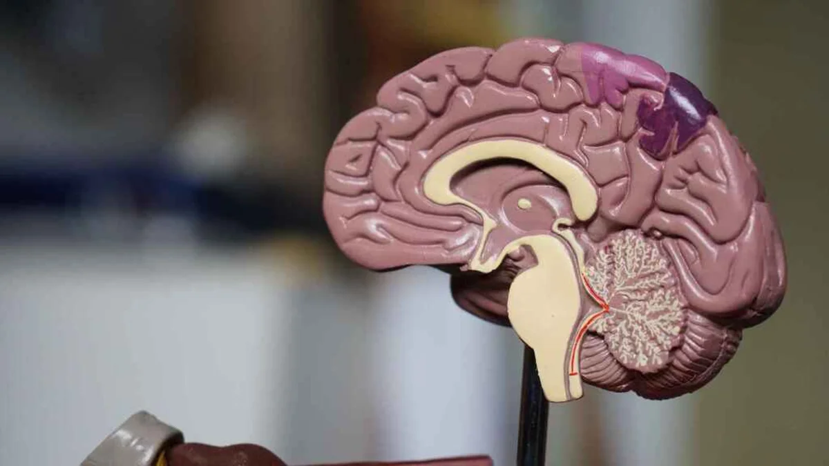 Día Internacional de los Tumores Cerebrales: concienciación, síntomas, causas y tratamientos