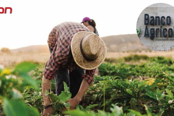 Banco Agrícola aporta más del 60% por ciento de los créditos en el sector agropecuario