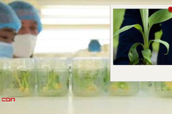 Uso de células de las plantas para lograr multiplicaciones masivas. Foto: Fuente externa 