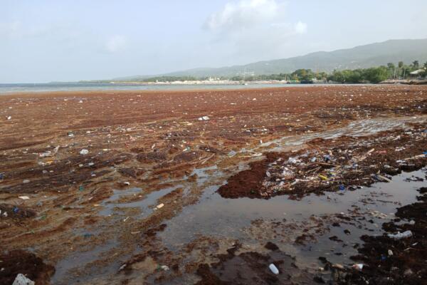Las algas marinas han permanecido durante varios días en la costa, alcanzando incluso algunos municipios cercanos.