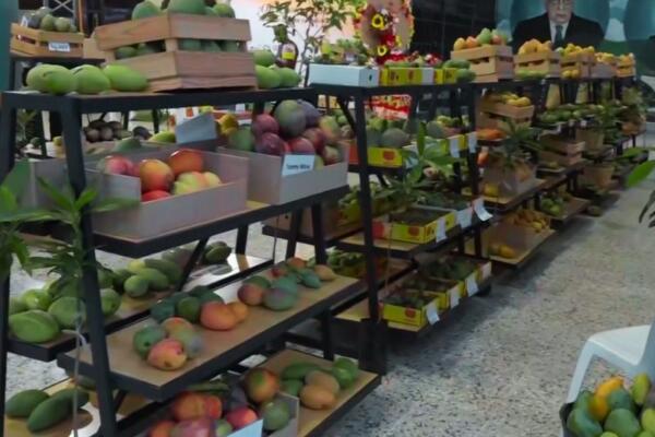 Inauguran Expo Mango 2025 en Baní; exportaciones aportarán unos 50 millones de dólares al país.
