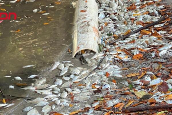 En Pedernales denuncian que miles de peces mueren producto de sargazo acumulado.