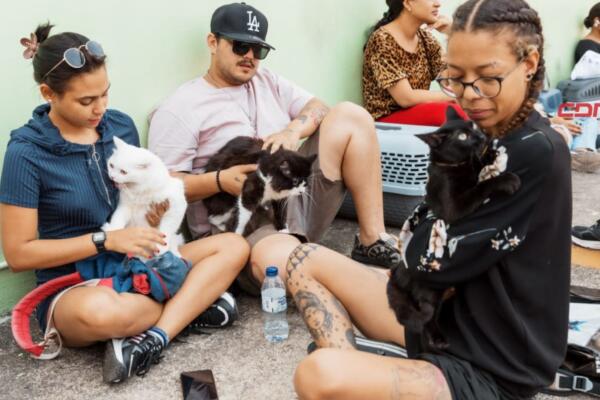Alcaldía del Distrito Nacional continúa jornada de bienestar para perros y gatos.
