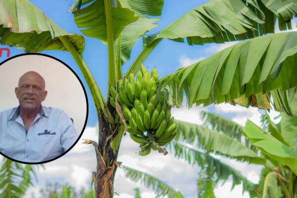 Gil Blas Martínez, presidente de la Asociación Dominicana de Productores de Banano (Adobanano)