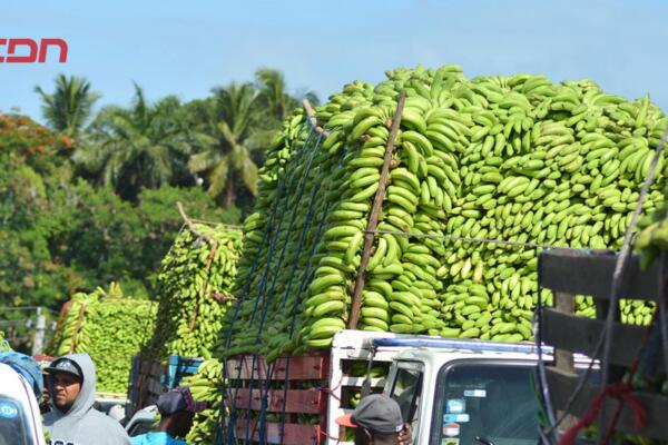 Los productores hacen un llamado urgente al gobierno dominicano para que se diseñe un plan de regularización laboral.