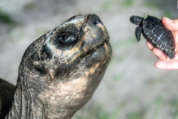 Tortuga gigante 'Goliat' de Galápagos logra ser padre a los 134 años, en Miami.