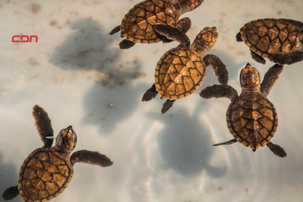 Cada 16 de junio se celebra el Día Mundial de las Tortugas Marinas.