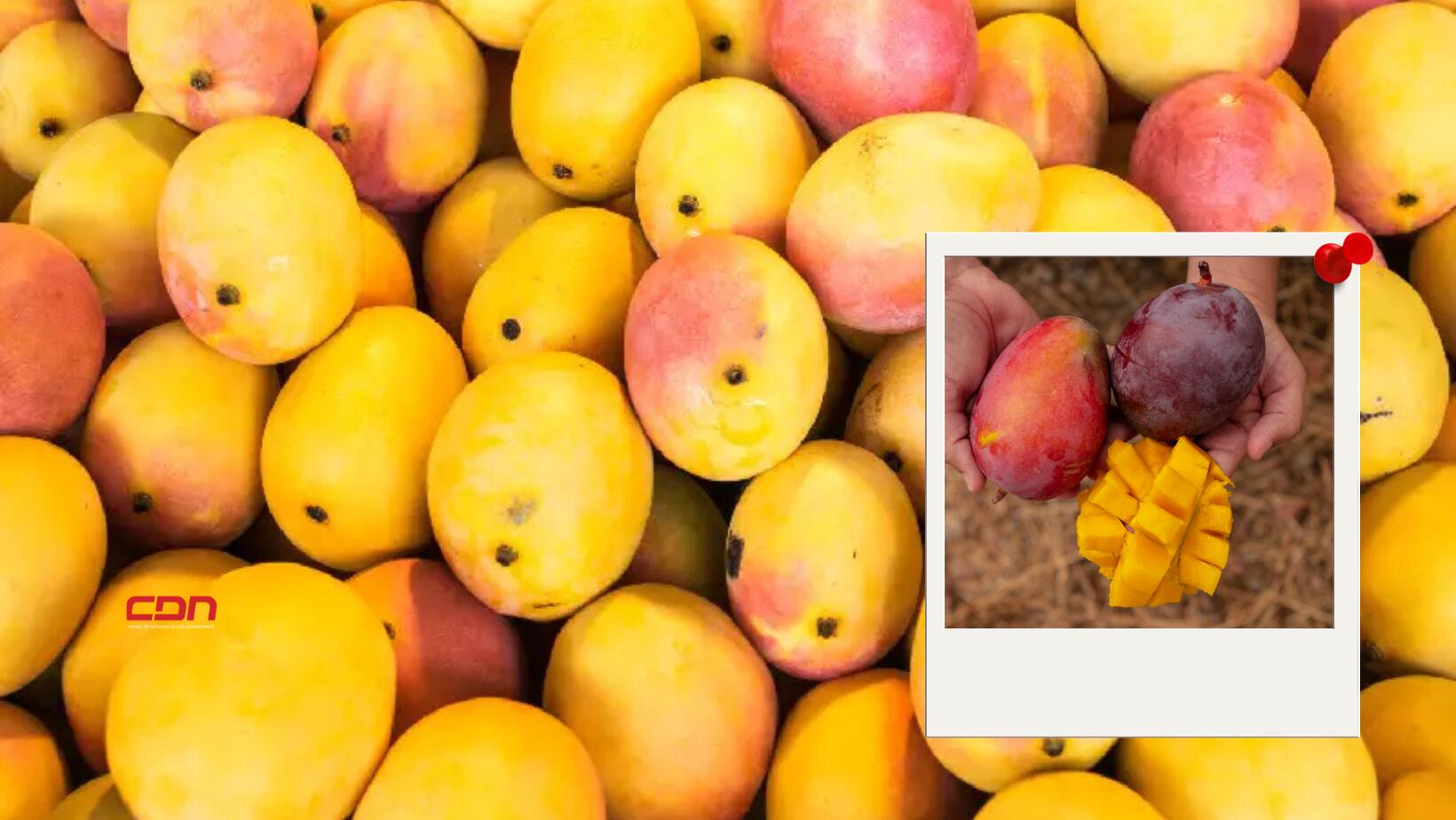 mangos