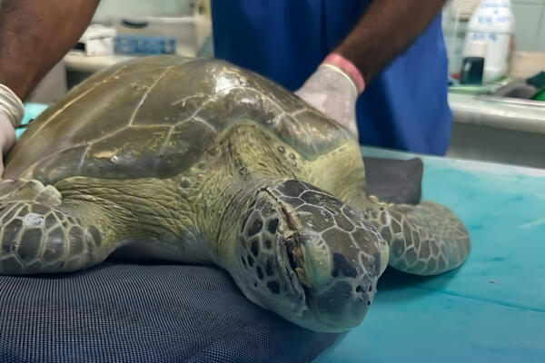 La tortuga verde rescatada es atendida en el Acuario Nacional