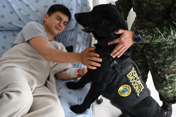Polo y Rafa, dos perros labradores juguetones de pelaje negro, son terapeutas de un hospital militar en Colombia. Foto: fuente AFP 