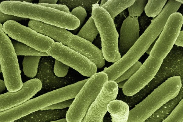 Al menos cuatro personas han muerto en Florida en el 2025 por la bacteria come carne