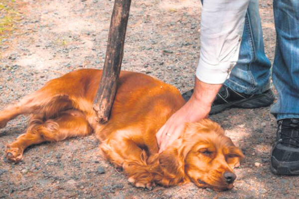Cómo documentar un caso de maltrato animal y presentarlo a las autoridades