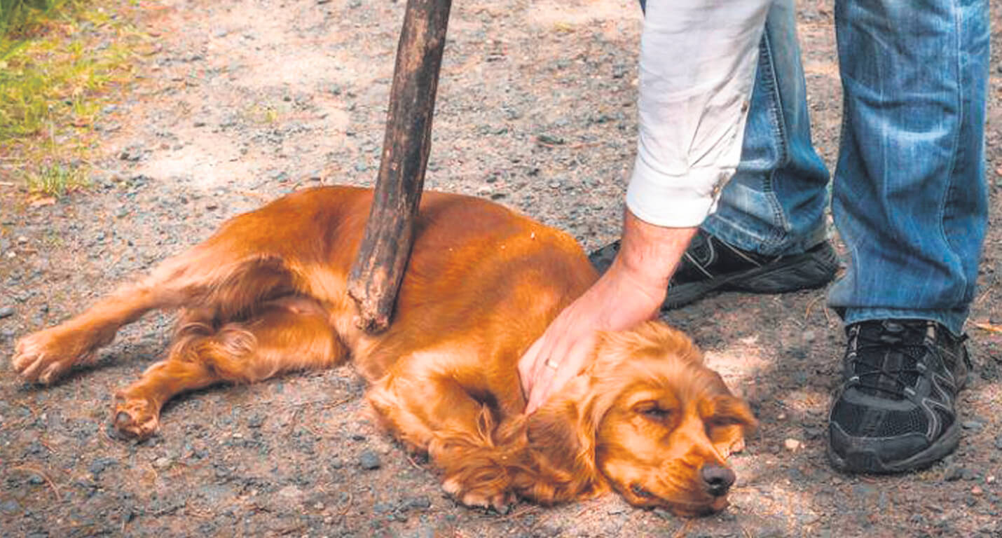 Cómo documentar un caso de maltrato animal y presentarlo a las autoridades