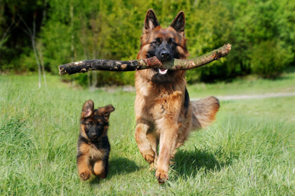 Aunque no existe una única forma de celebrar este día, muchos amantes de los canes realizan actividades de esparcimiento que son del agrado de su mascota.