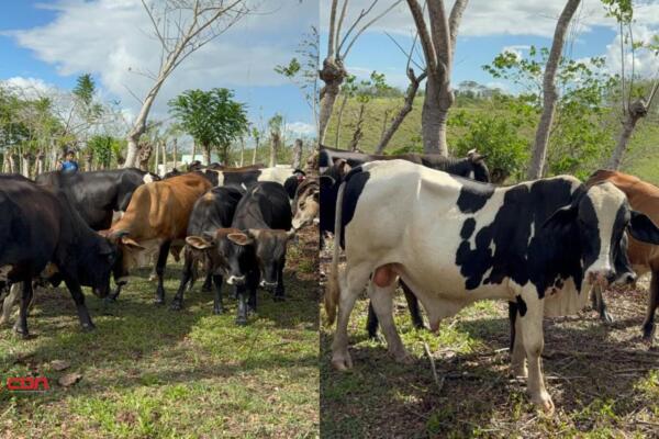 Agregó que el ganado robado está valorado en más de 30 millones de pesos. Foto: Fuente externa 