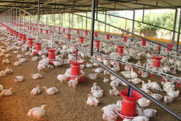 Precisan que ha consecuencia de esta situación, el precio del pollo ha aumentado de forma desproporcionada.
