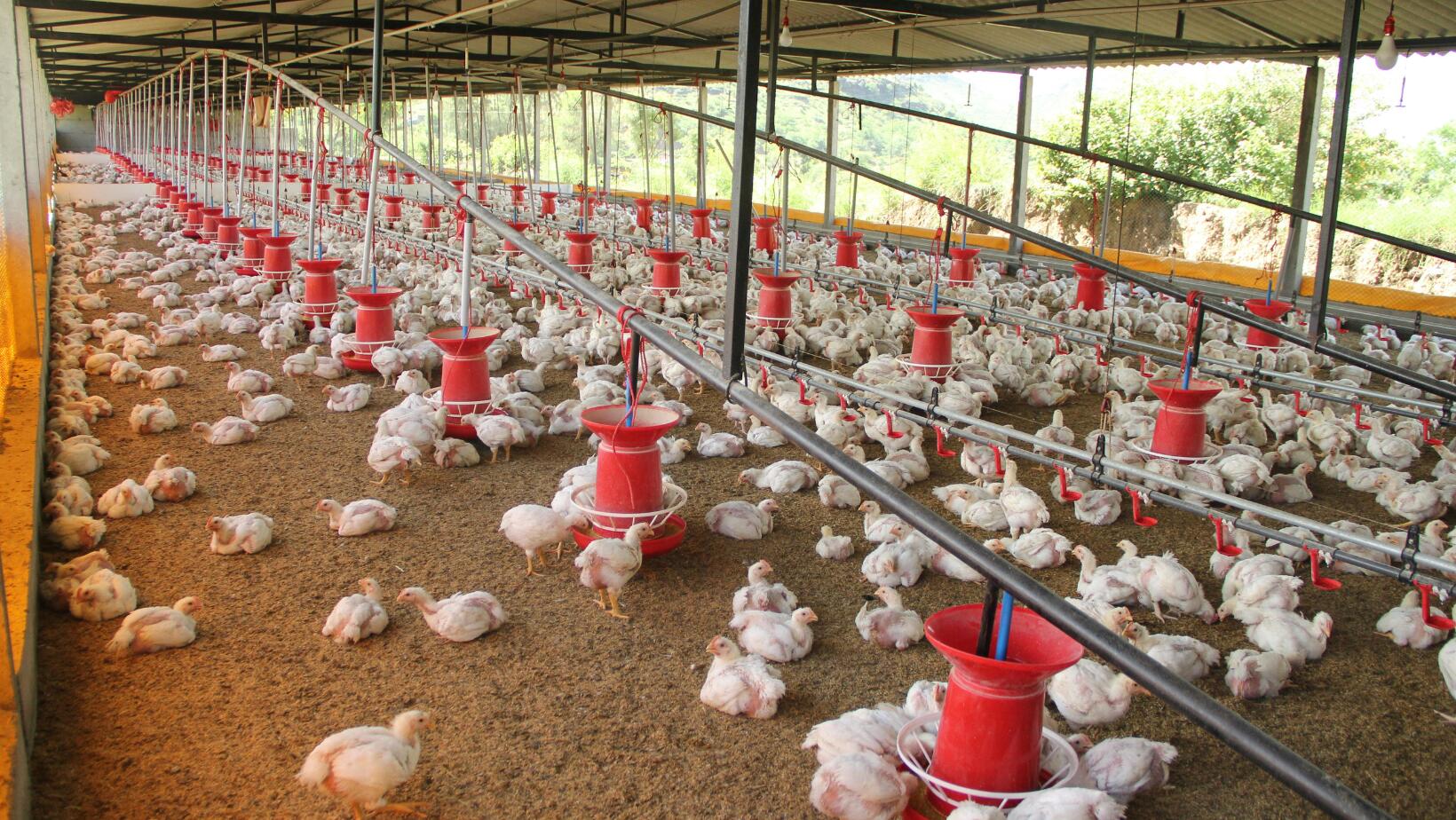 Productores avicolas