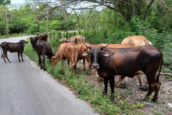 Ganado sin control representa grave amenaza en carretera Barahona–La Guázara.