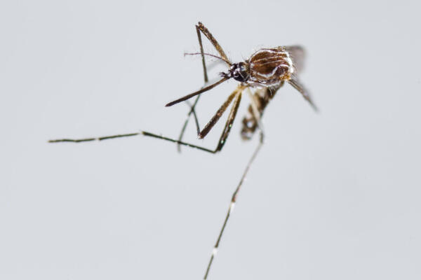 Fotografía de archivo de un zancudo Aedes Aegypti, principal vector para la transmisión de dengue y chikunguña.EFE/ Jeffrey Arguedas