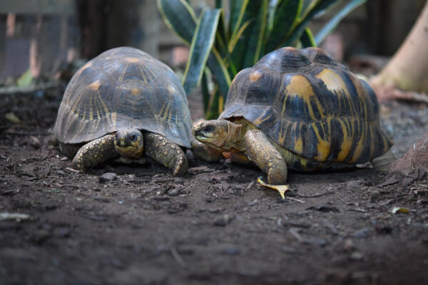 Las tortugas raramente enferman por cáncer, debido a los mecanismos biológicos únicos que les protegen a pesar de su gran tamaño y de su longevidad, por lo que los científicos han señalado que pueden ser modelos muy útiles y prometedores para estudiar el envejecimiento saludable y la resistencia al cáncer en humanos.  Dos ejemplares de tortuga en una fotografía facilitada por el Zoológico de Chester. EFE