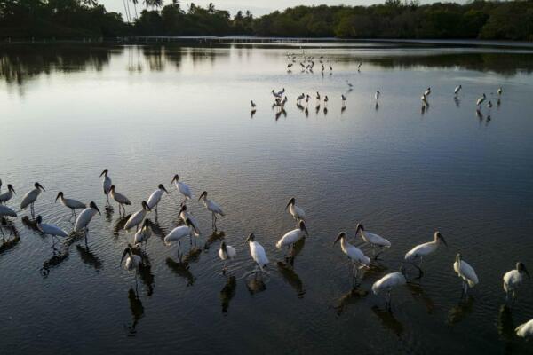 Fotografía que muestra aves en un humedal en la zona de Bajamar, el 31 de enero de 2025 en el Pacífico Central de Costa Rica. EFE/Jeffrey Arguedas/Archivo