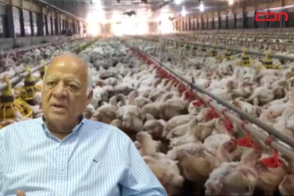 Temporada de verano afecta producción de pollo.