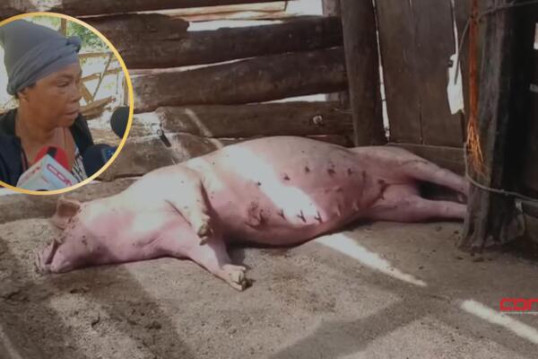 Los porcicultores aseguran que ya han acudido a las autoridades del Ministerio de Agricultura. Foto: Fuente externa 