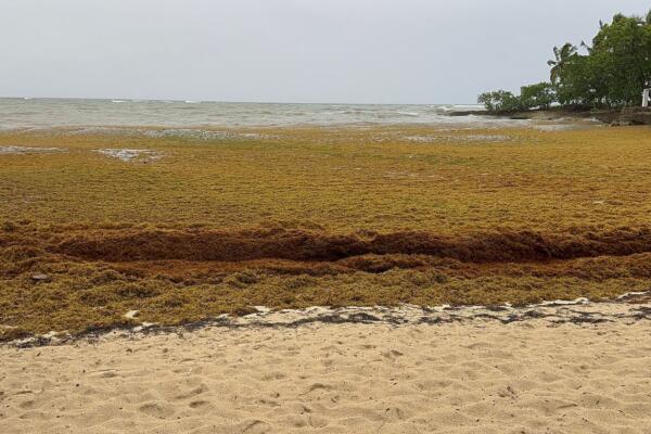 Sargazo arropa playa Los Guardias en Río San Juan; clausuran balnearios por oleajes del huracán Erin. Foto: fuente externa