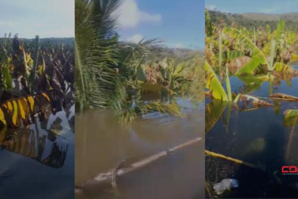 Bajo el lodo quedaron los predios de plátanos y otros rubros. Foto: Fuente externa 
