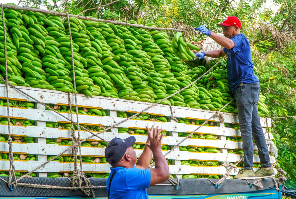 La Ruta Alimentaria tendrá guineos verdes a RD$1 la unidad