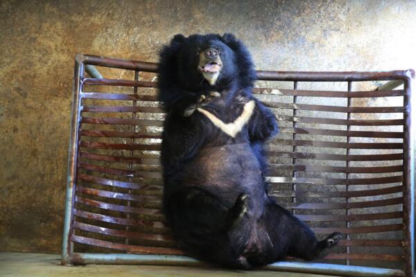 Fotografía de archivo del 10 de julio de 2018 de un oso negro en el Centro de Rescate para Osos de Vietnam, en el Parque Nacional de Tam Dao (Vietnam). EFE/ Luong Thai Linh/ ARCHIVO
