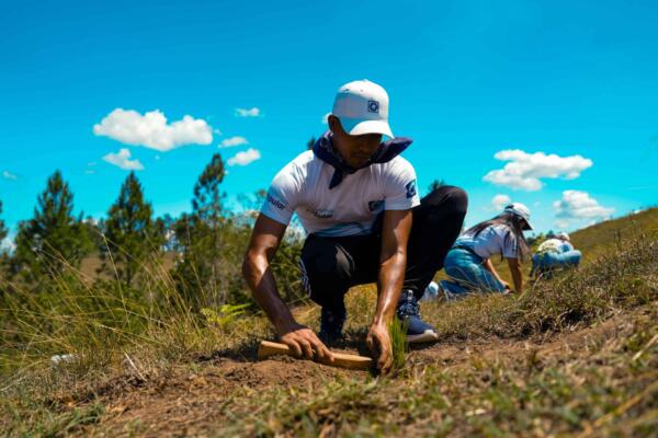 Las especies sembradas incluyen pinos, caobas, robles y cedros.
Foto: fuente externa
