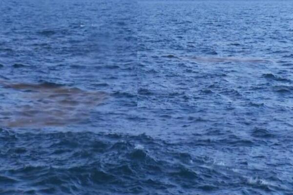 Disminuye sargazo que se acercaba al malecón de Santo Domingo. Foto: fuente externa