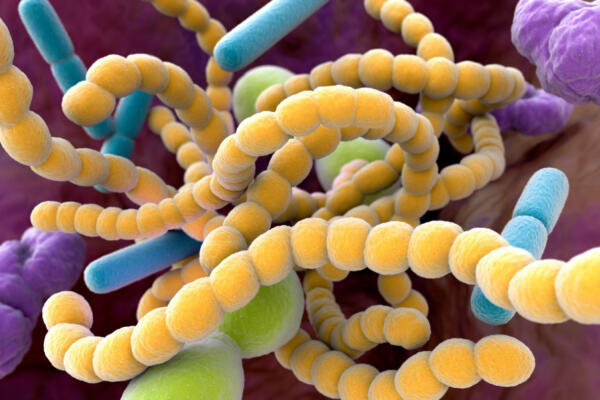 Médicos de Cleveland Clinic investigan vínculo entre microbioma intestinal y aneurismas aórticos abdominales