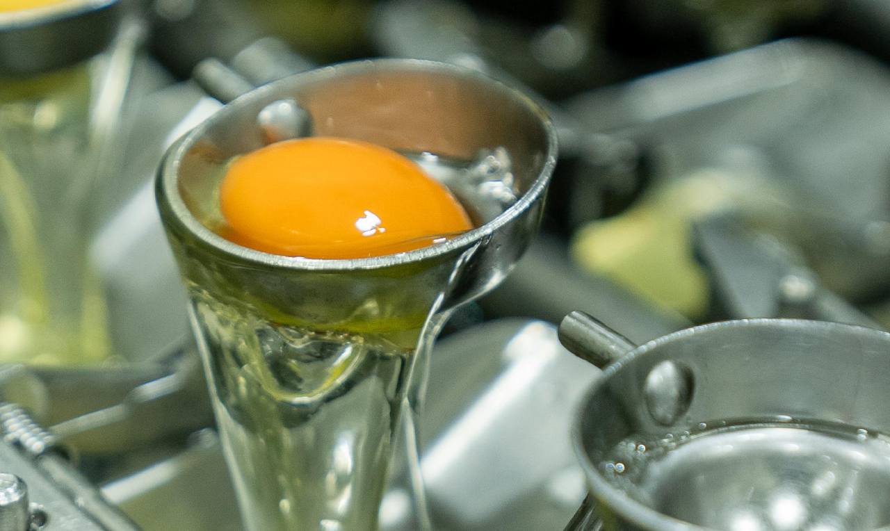 Proceso de pasteurización del huevo líquido en fábrica dominicana